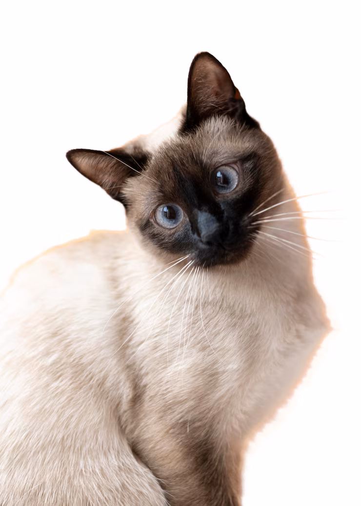 Promoción de productos para gatos
