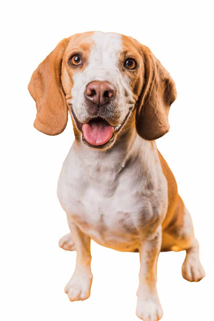 Promoción de productos para perros